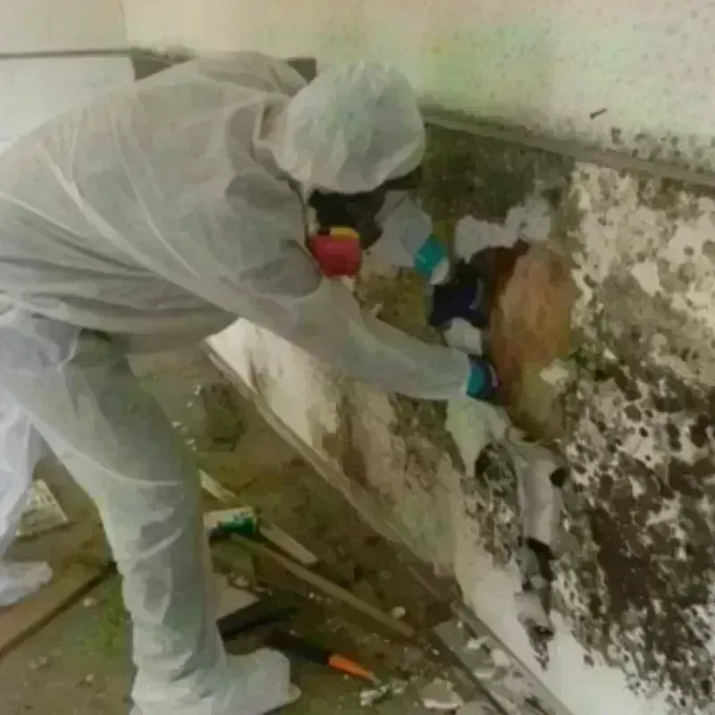 Mold Remediation and Removal in Madera, CA